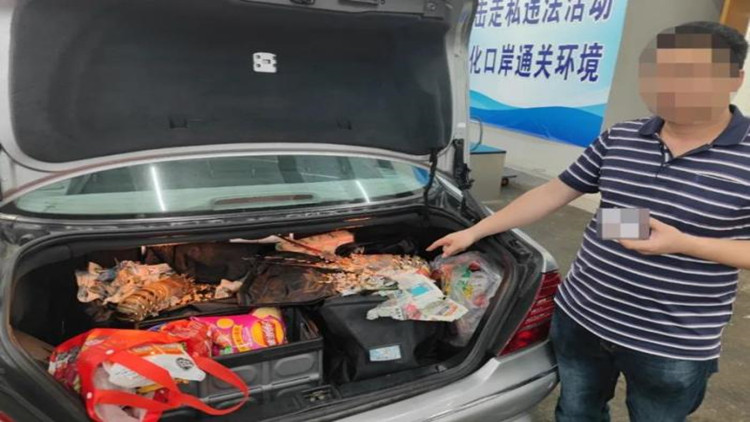 港珠澳大橋海關(guān)查獲兩起跨境客車司機(jī)攜帶鮮活龍蝦進(jìn)境案