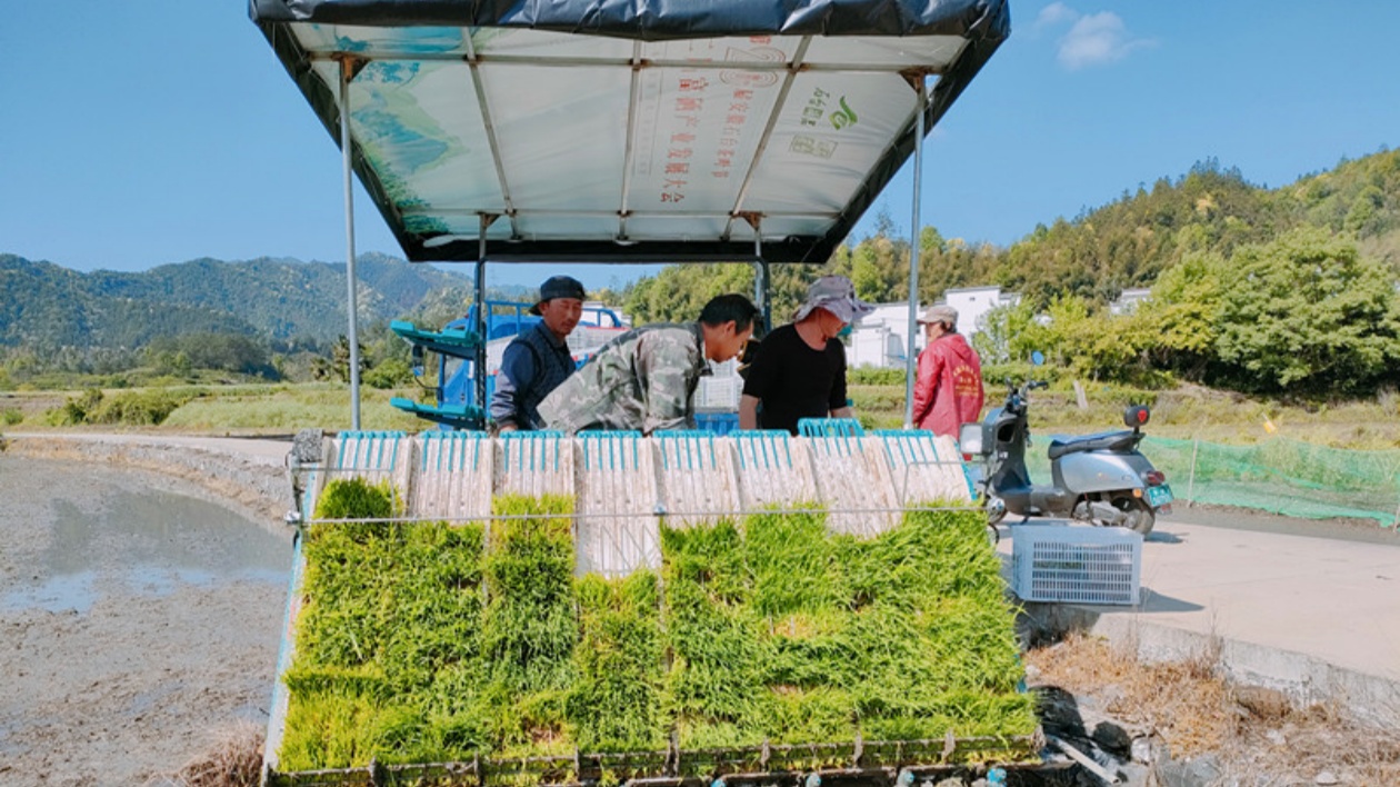 皖黟縣美溪：「把脈問診」到地頭  田園「插畫」入眼簾