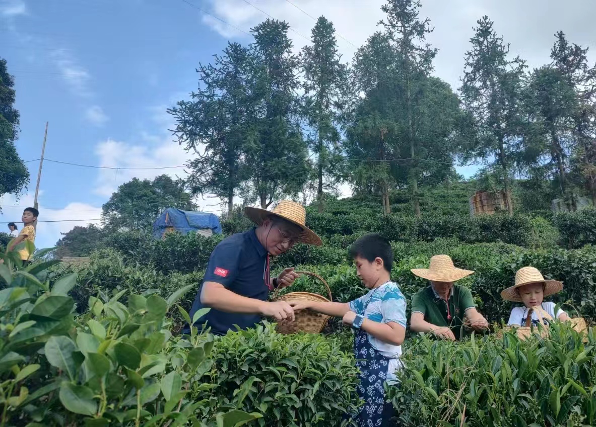 游客在六堡鎮(zhèn)大中村生態(tài)茶園體驗(yàn)採(cǎi)摘六堡茶。謝妮 攝.jpg